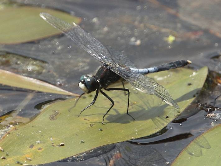 J18_0709 Leucorrhinia caudalis male.JPG